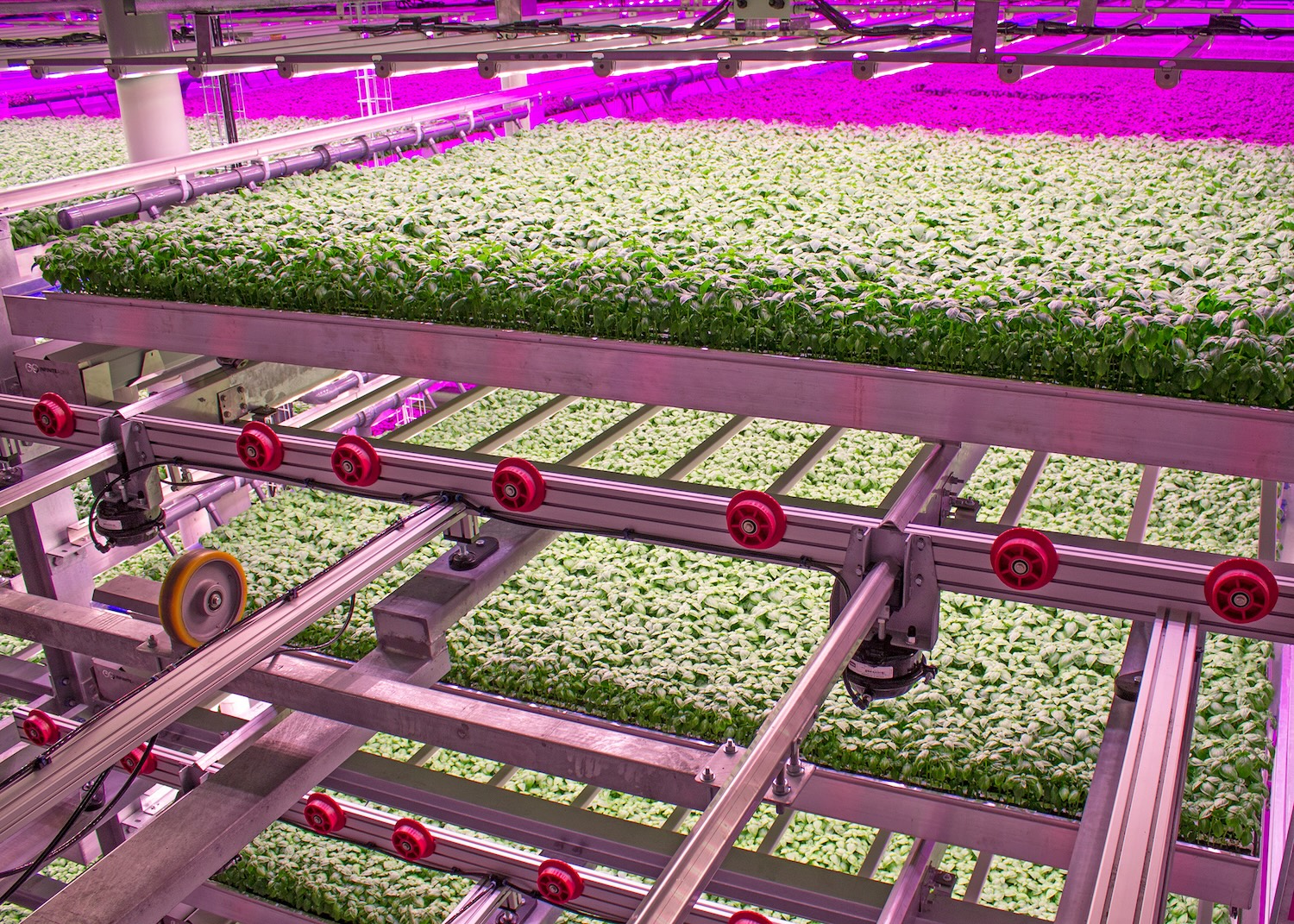 basil grows at 80 acres farms — vertical farming 