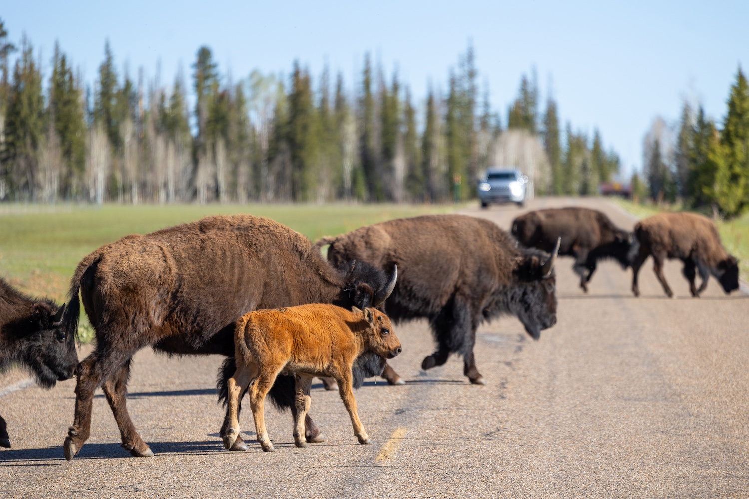 A herd of adult bison and a calf walk across the road, holding up traffic at the Grand Canyon — national parks
