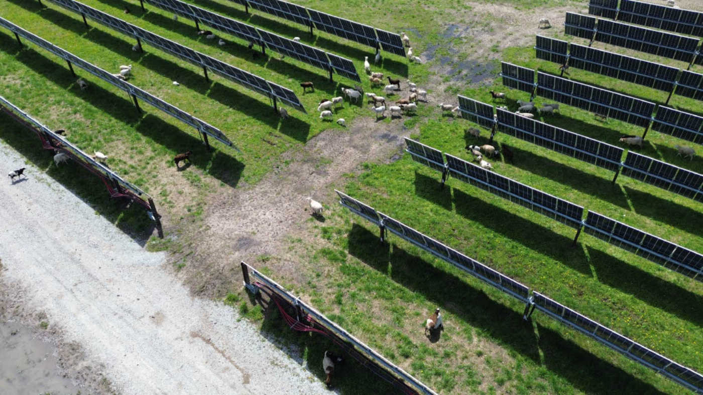sheep graze around Mammoth North solar project - agrivoltaics